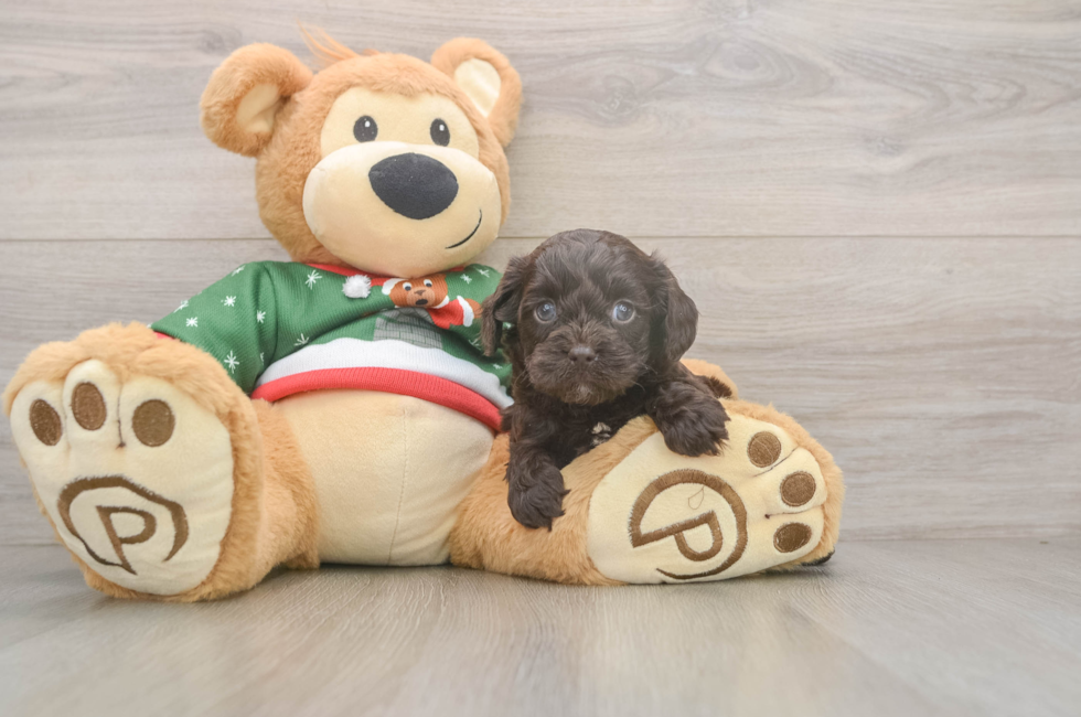 5 week old Cavapoo Puppy For Sale - Pilesgrove Pups