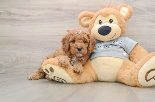 Cavapoo Puppy for Adoption