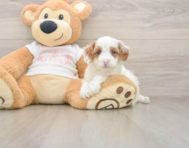 7 week old Cavapoo Puppy For Sale - Pilesgrove Pups