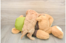 Cavapoo Puppy for Adoption
