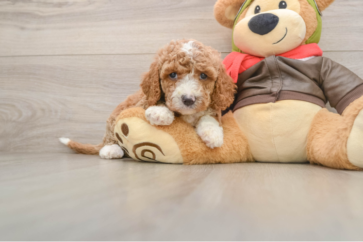 Hypoallergenic Cavadoodle Poodle Mix Puppy