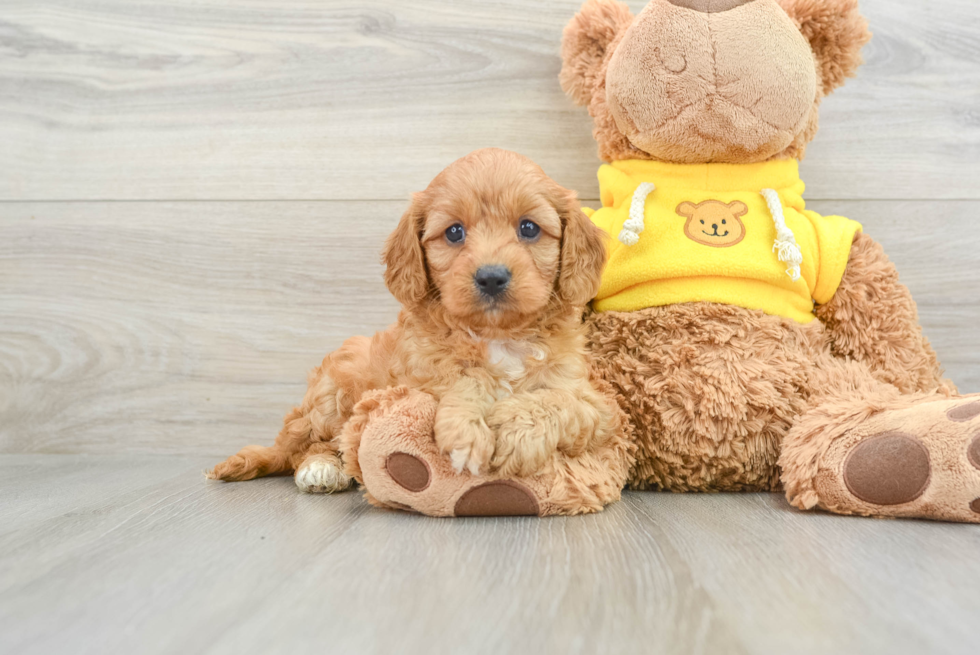 Funny Cavapoo Poodle Mix Pup