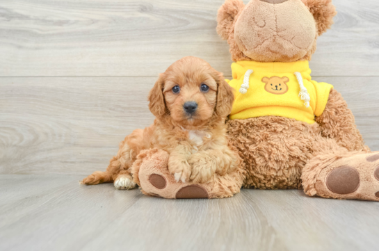 Funny Cavapoo Poodle Mix Pup