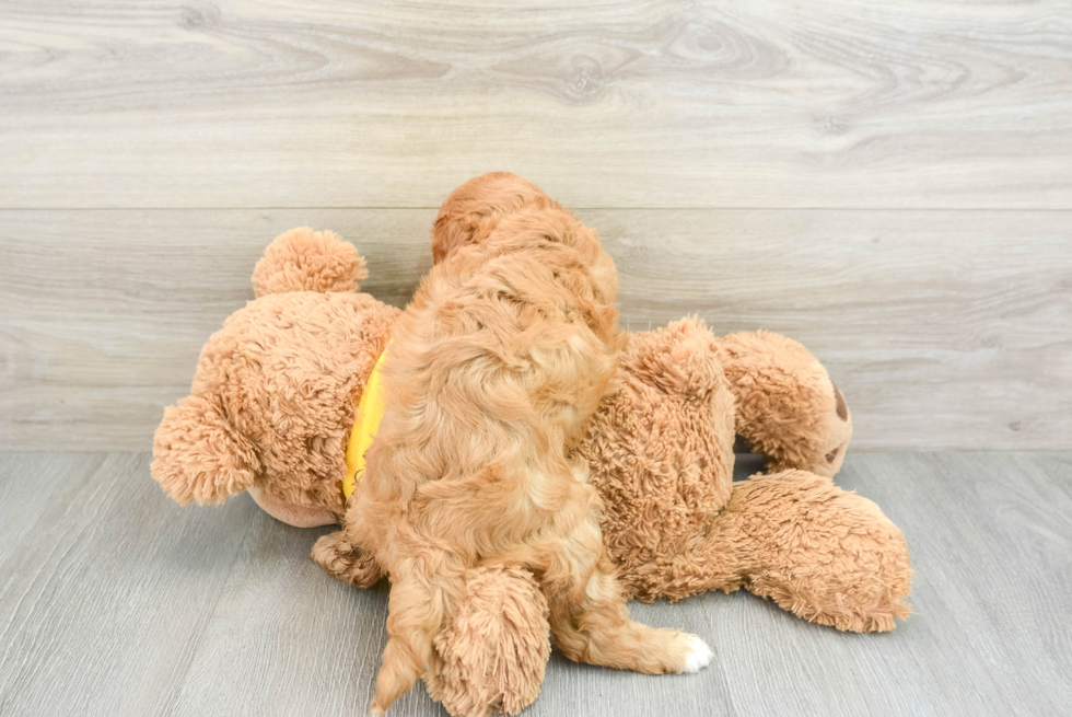 Cavapoo Puppy for Adoption