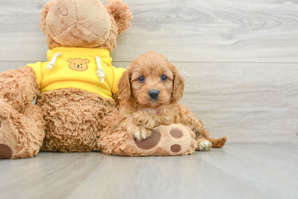 Adorable Cavalier King Charles Spaniel and Poodle Mix Poodle Mix Puppy