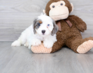 10 week old Cavapoo Puppy For Sale - Pilesgrove Pups