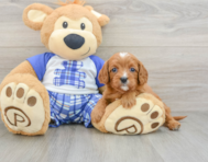 8 week old Cavapoo Puppy For Sale - Pilesgrove Pups