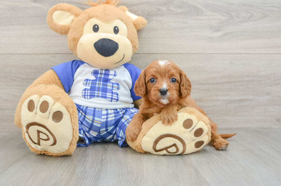 9 week old Cavapoo Puppy For Sale - Pilesgrove Pups