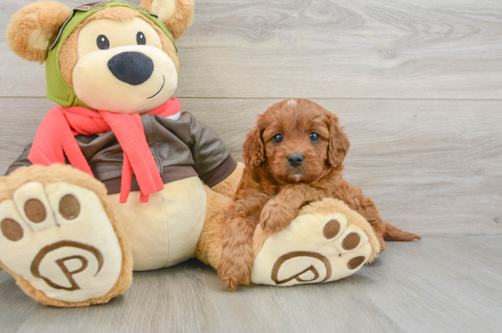 5 week old Cavapoo Puppy For Sale - Pilesgrove Pups