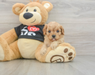 7 week old Cavapoo Puppy For Sale - Pilesgrove Pups
