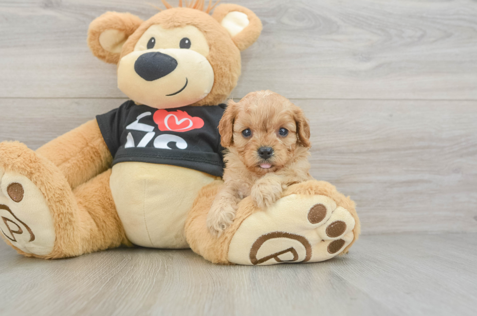 6 week old Cavapoo Puppy For Sale - Pilesgrove Pups
