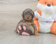 8 week old Cavapoo Puppy For Sale - Pilesgrove Pups