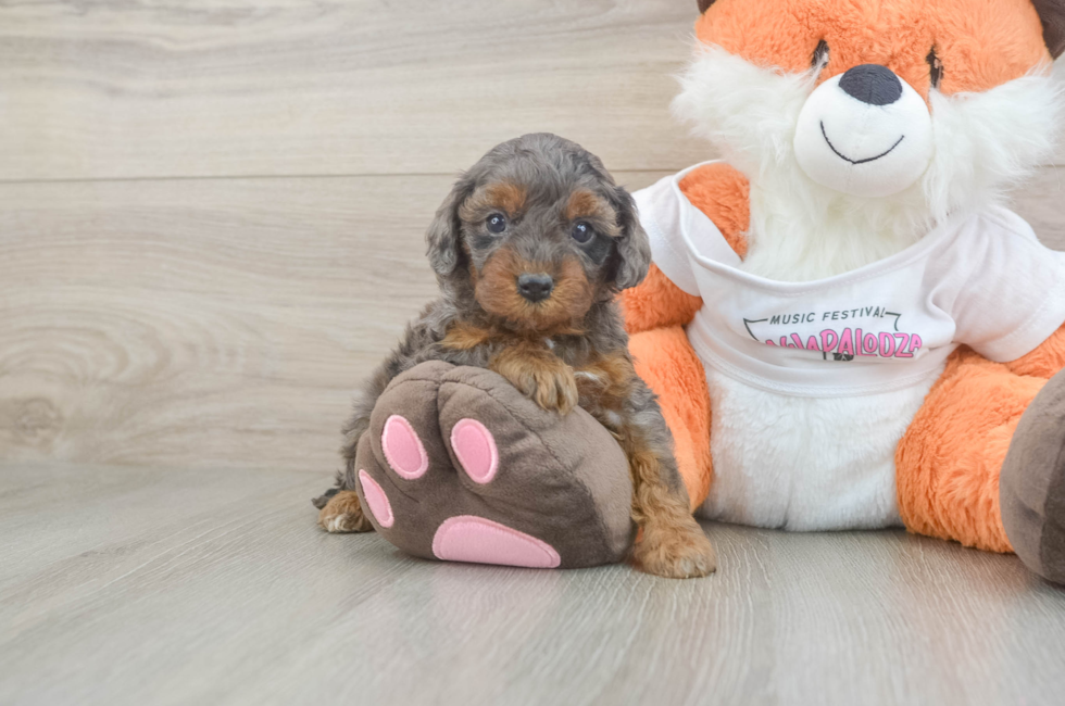 6 week old Cavapoo Puppy For Sale - Pilesgrove Pups
