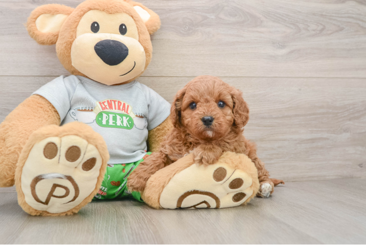 Cavapoo Pup Being Cute