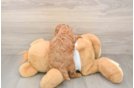Cavapoo Puppy for Adoption