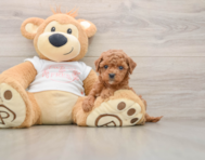 7 week old Cavapoo Puppy For Sale - Pilesgrove Pups
