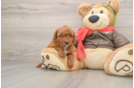 Sweet Cavapoo Baby