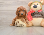 8 week old Cavapoo Puppy For Sale - Pilesgrove Pups