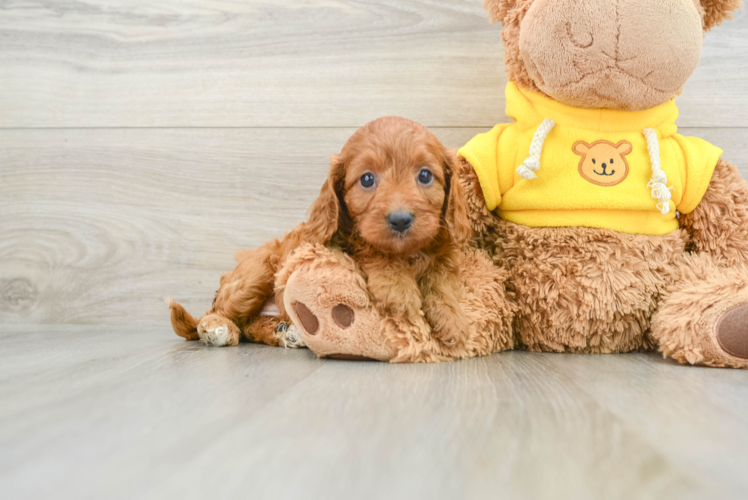 Small Cavapoo Baby