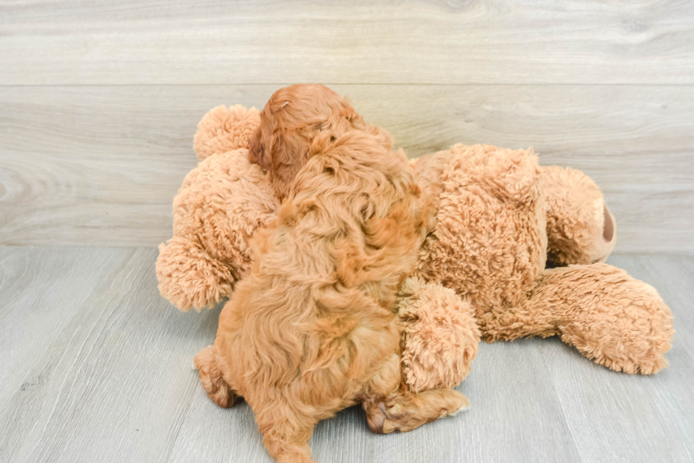 Petite Cavapoo Poodle Mix Pup