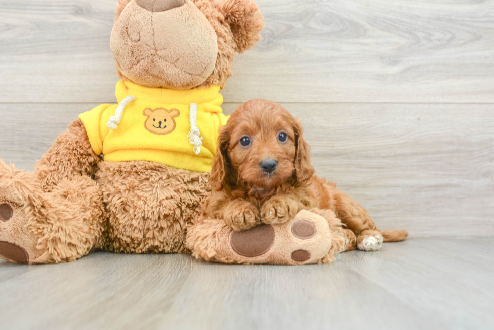 Best Cavapoo Baby