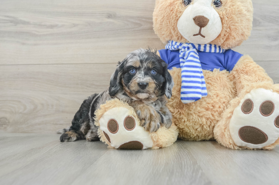 6 week old Cavapoo Puppy For Sale - Pilesgrove Pups