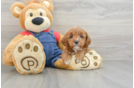 Cavapoo Puppy for Adoption