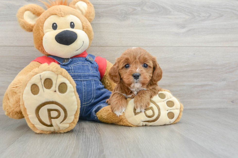 7 week old Cavapoo Puppy For Sale - Pilesgrove Pups