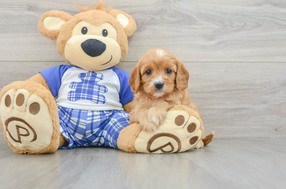 9 week old Cavapoo Puppy For Sale - Pilesgrove Pups