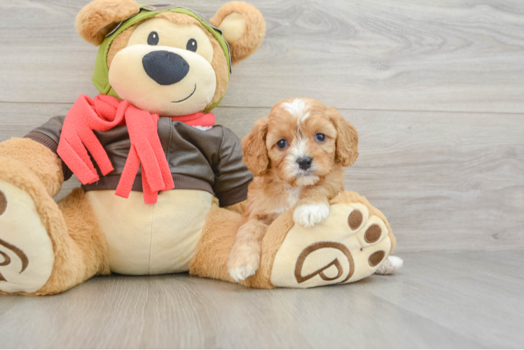 Cavapoo Puppy for Adoption