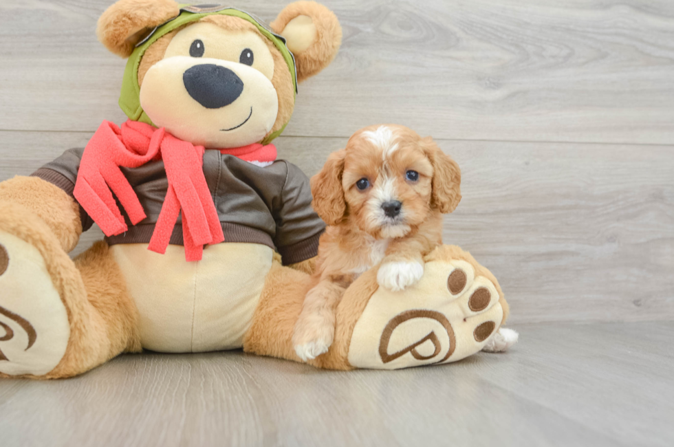 5 week old Cavapoo Puppy For Sale - Pilesgrove Pups