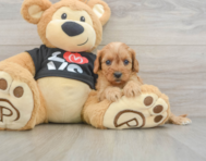 7 week old Cavapoo Puppy For Sale - Pilesgrove Pups