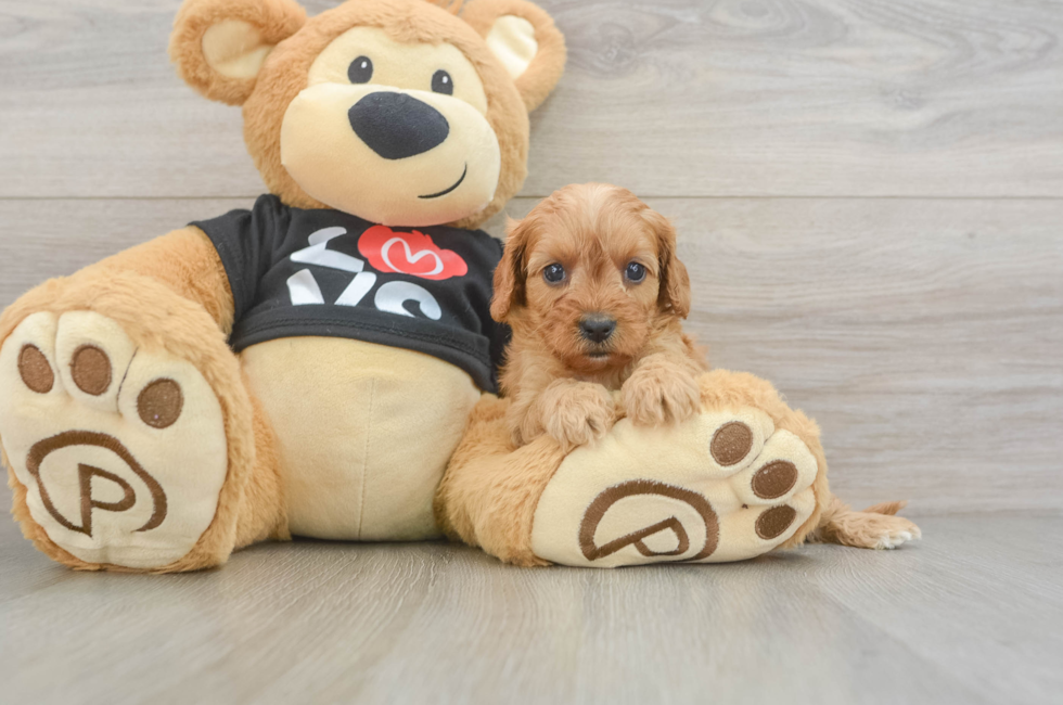 6 week old Cavapoo Puppy For Sale - Pilesgrove Pups