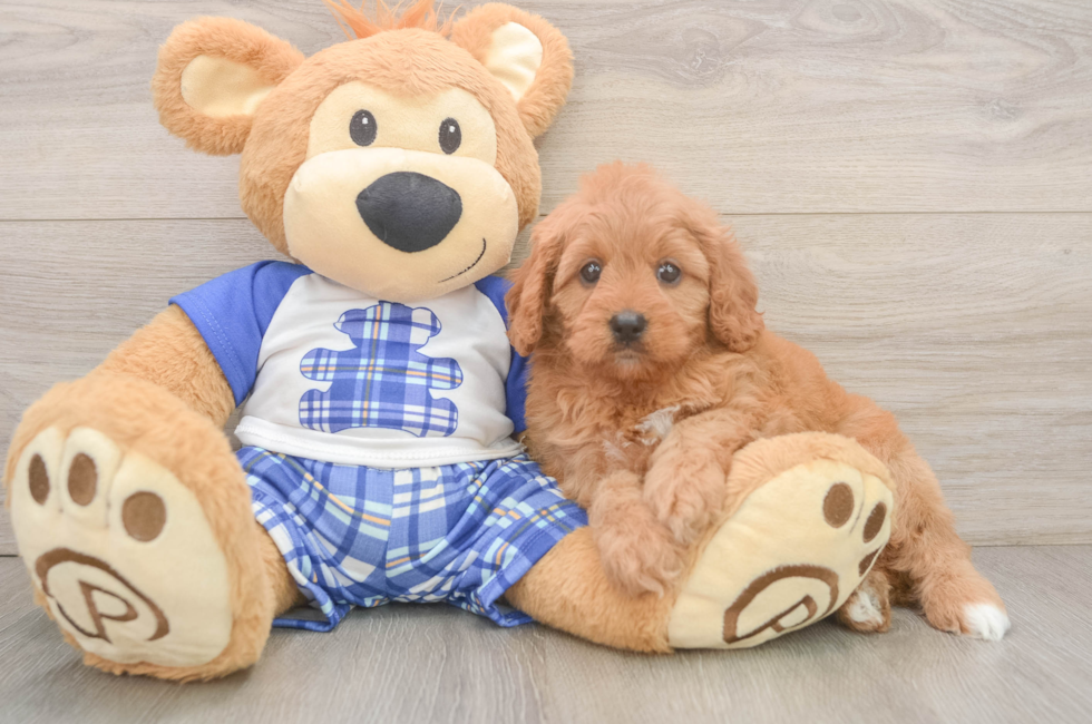 6 week old Cavapoo Puppy For Sale - Pilesgrove Pups