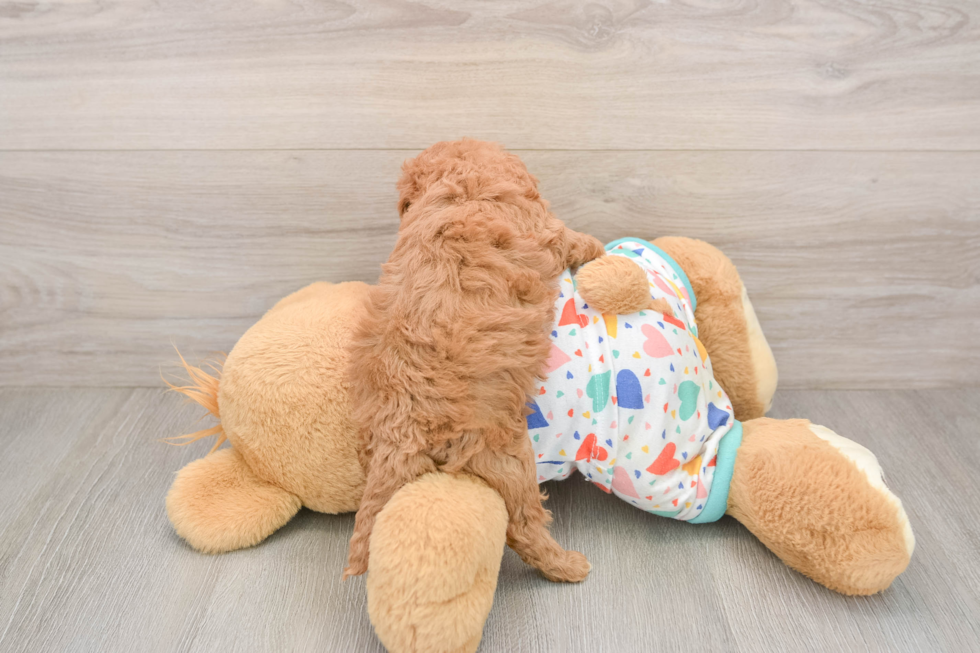 Cavapoo Pup Being Cute