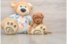 Friendly Cavapoo Baby