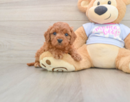 8 week old Cavapoo Puppy For Sale - Pilesgrove Pups