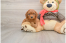 Playful Cavapoodle Poodle Mix Puppy