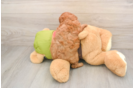 Cavapoo Puppy for Adoption
