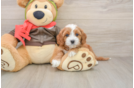 Cavapoo Puppy for Adoption