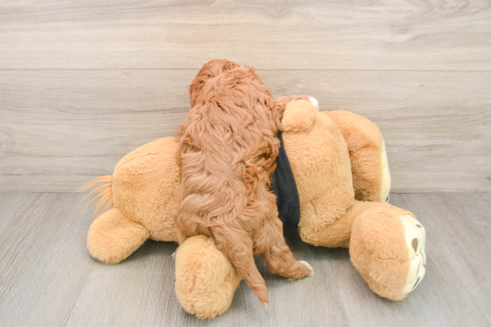 Cavapoo Puppy for Adoption