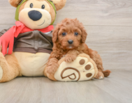 8 week old Cavapoo Puppy For Sale - Pilesgrove Pups