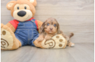 Little Cavipoo Poodle Mix Puppy