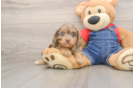 Best Cavapoo Baby