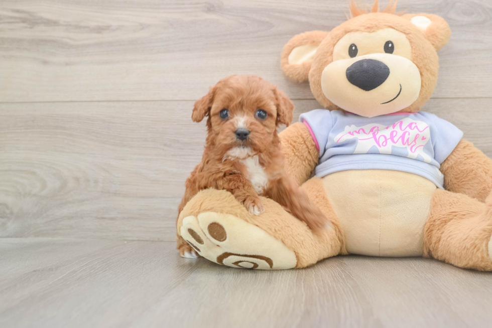 Adorable Cavalier King Charles Spaniel and Poodle Mix Poodle Mix Puppy