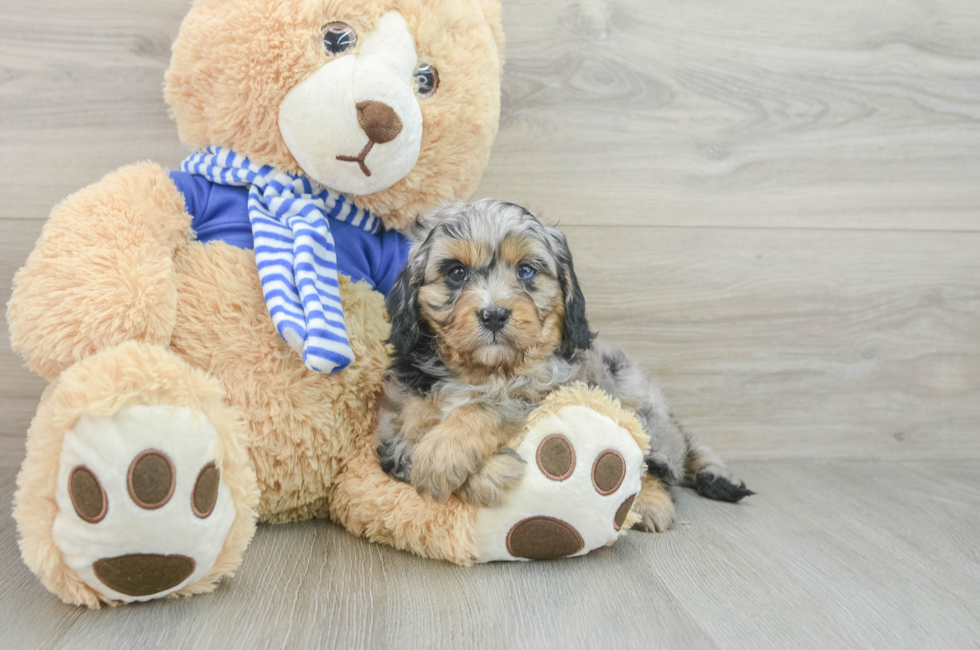 6 week old Cavapoo Puppy For Sale - Pilesgrove Pups