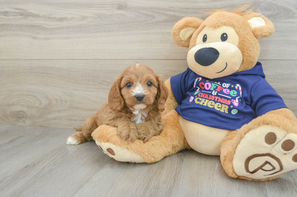 5 week old Cavapoo Puppy For Sale - Pilesgrove Pups