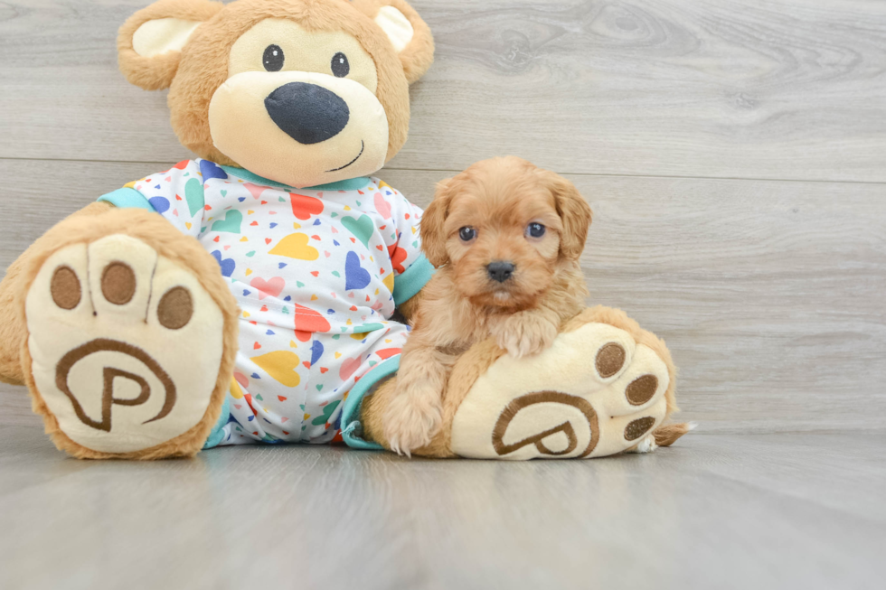 Sweet Cavapoo Baby