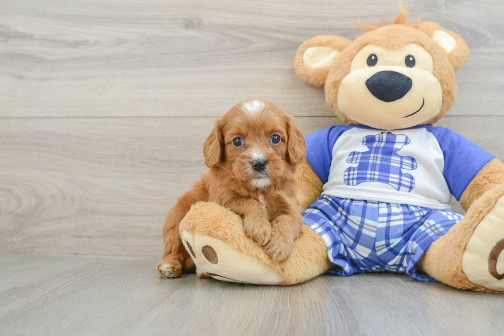Fluffy Cavapoo Poodle Mix Pup