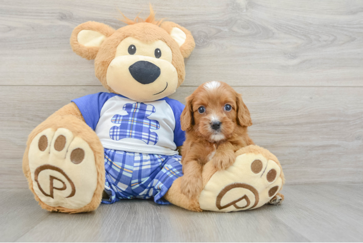 Funny Cavapoo Poodle Mix Pup
